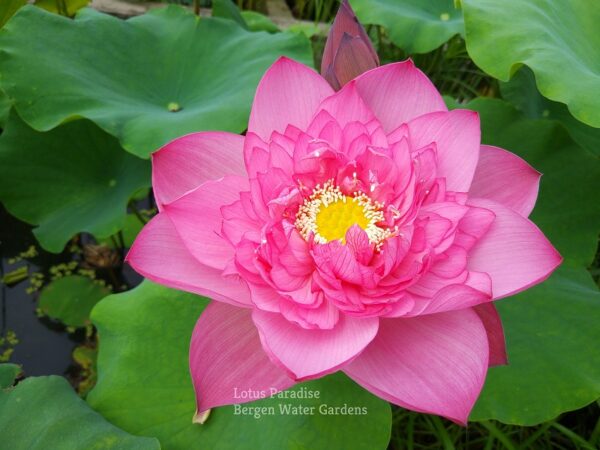 wm-1-4-3-600x450 Holy Fire Lotus - One of Excellent Blooming, All ship in spring!