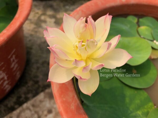 wm-1-8-600x450 Master Lotus (Grand Master)- One of Blooming Machine Bowl Lotus( Winner)