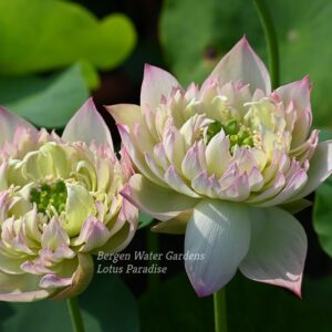 wm-1-9-2-300x300 Drunken Hibiscus Lotus - One of Fabulous Versicolor( All Ship in Spring)