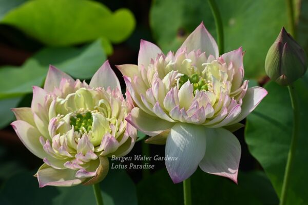 wm-1-9-2-600x400 Drunken Hibiscus Lotus - One of Fabulous Versicolor( All Ship in Spring)