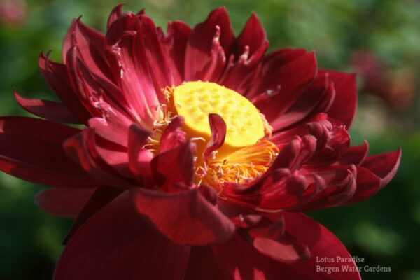 wm-10-e1601595750297-600x400 02-Black Red Lotus(Mo Hong Lotus)- The DARKEST RED lotus, only available at our website( All ship in spring, 2024)