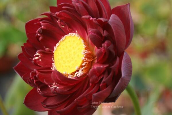 wm-19-e1601595727640-600x400 02-Black Red Lotus(Mo Hong Lotus)- The DARKEST RED lotus, only available at our website( All ship in spring, 2024)