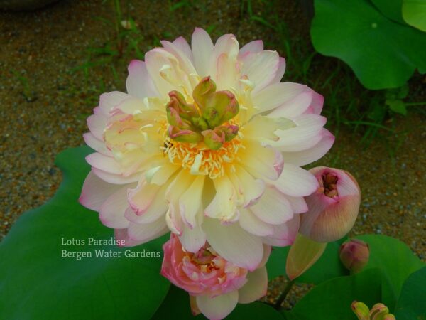 wm-2-1-5-600x450 Colorful clouds in Jinling Lotus - One of Excellent Blooming!!!!