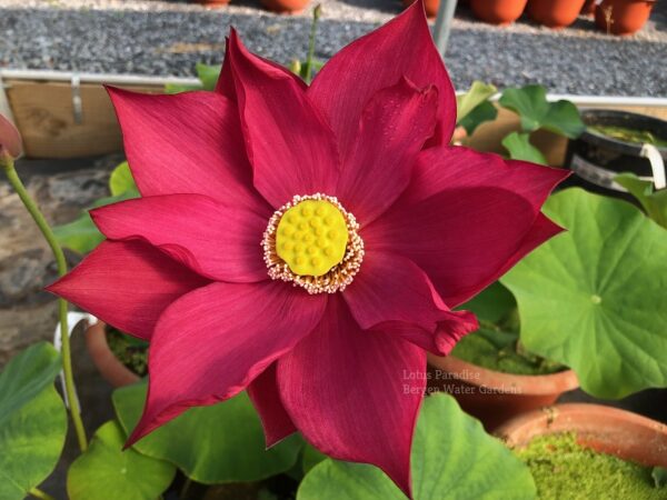wm-2-12-600x450 Lovesick Red Lotus - Deep Red and Stunning, All ship in spring!