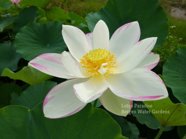 wm-2-13-1-600x450 Empress Lotus- Big and Lovley Lotus, All ship in spring!