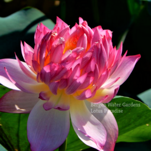 wm-2-2-300x300 Beauty Hibiscus Lotus - All Ship Spring 2024