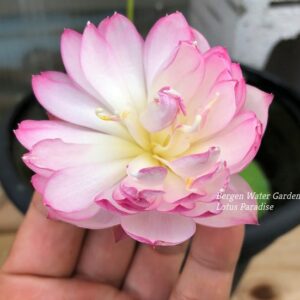 wm-2-20-300x300 23-Fairy Lady Lotus - lovely Pink Micro Lotus