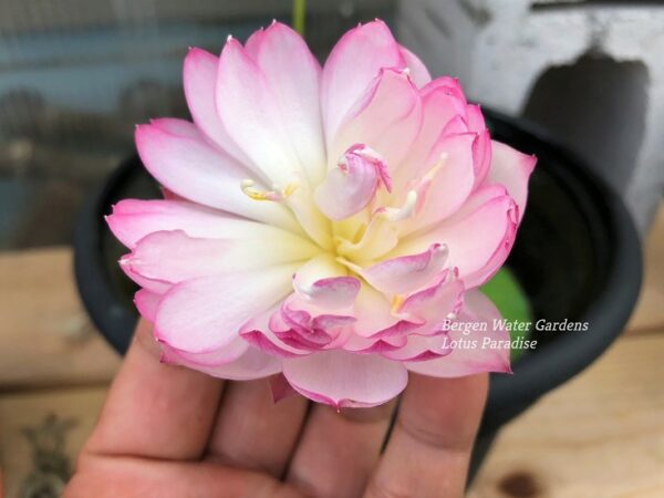 wm-2-20-600x450 Fairy Lady Lotus - lovely Pink Micro Lotus, shipping in spring 2025
