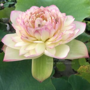 wm-2-3-6-300x300 Nanzhao Buddha Light Lotus - Good for the cutting flower!!!!!