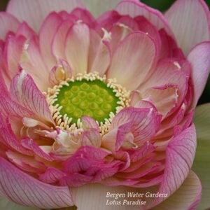 wm-2-4-1-300x300 Beauty Lotus - One of Large Flower- All ship in spring 2025