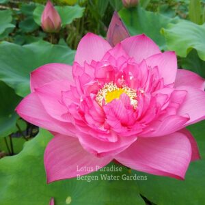 wm-2-4-3-300x300 Holy Fire Lotus - One of Excellent Blooming, All ship in spring!