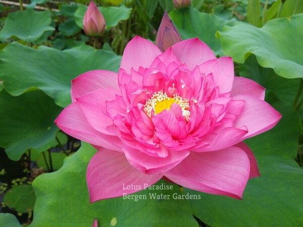 wm-2-4-3-600x450 Holy Fire Lotus - One of Excellent Blooming, All ship in spring!