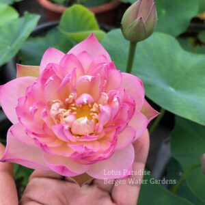 wm-2-7-300x300 Pink Make Up Lotus- One of execellent bowl lotus