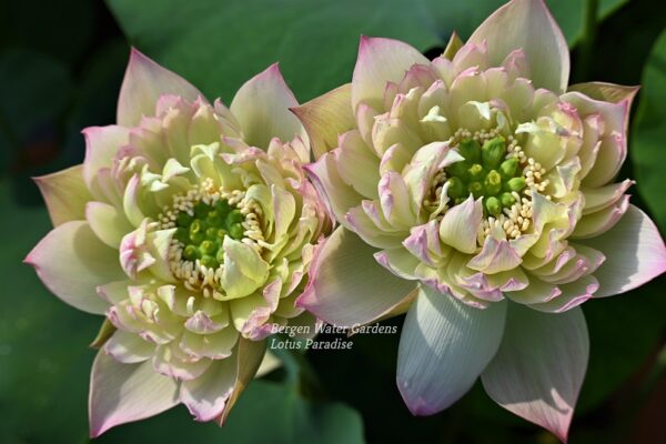 wm-2-9-1-600x400 Drunken Hibiscus Lotus - One of Fabulous Versicolor( All Ship in Spring)