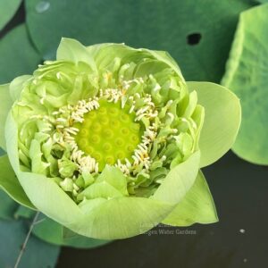 wm-2-9-300x300 31-Gold &Jade Peony Lotus- Best Double Green Lotus! ( All ship in spring 2024)