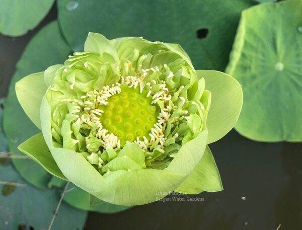 wm-2-9-600x457 31-Gold &Jade Peony Lotus- Best Double Green Lotus! ( All ship in spring 2024)