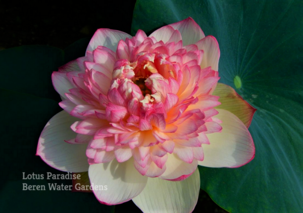 wm-20-1-600x422 Gorgeous Purple Lotus - One of Best Sellers