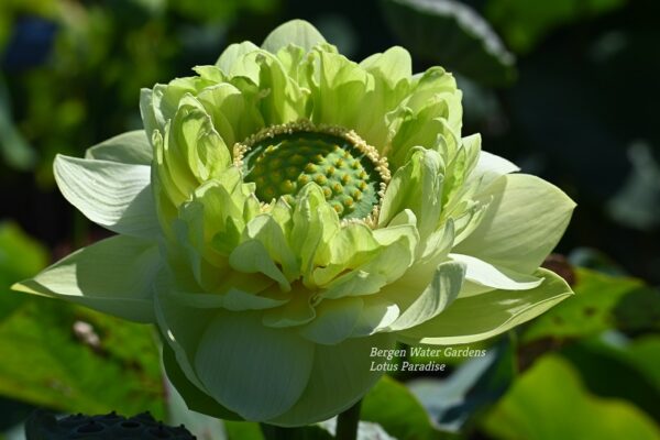 wm-20-600x400 31-Gold &Jade Peony Lotus- Best Double Green Lotus! ( All ship in spring 2024)