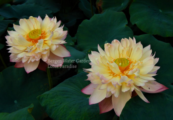 wm-20-600x416 Colorful Pink Lotus(Jin Se)- One of Large Versicolor Lotus