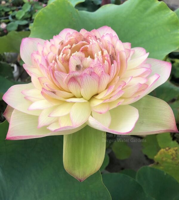 wm-3-1-11-600x668 Nanzhao Buddha Light Lotus - Good for the cutting flower!!!!!