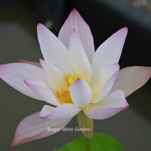 wm-3-1-2-300x300 Fairy Releasing Flowers Lotus- New for 2024 andExcellent Blooming, Don't miss it!