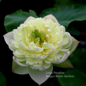wm-3-1-3-300x300 Fairy Clouds Lotus - One of BIGGEST versicolor lotus -All Ship Spring
