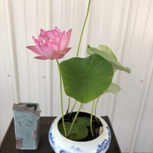 wm-3-11-1-300x300 Little Lotus - Nice Pink Micro Lotus