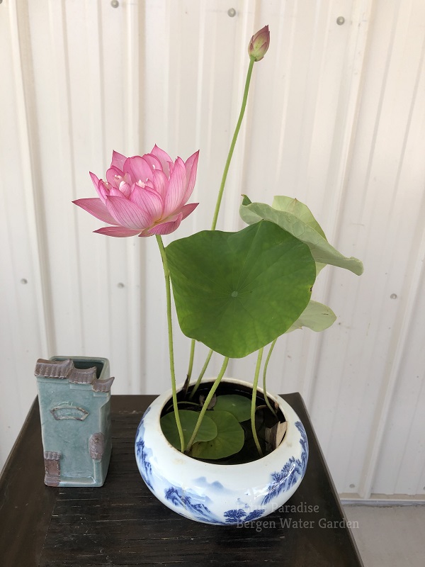 wm-3-11-1 Little Lotus - Nice Pink Micro Lotus