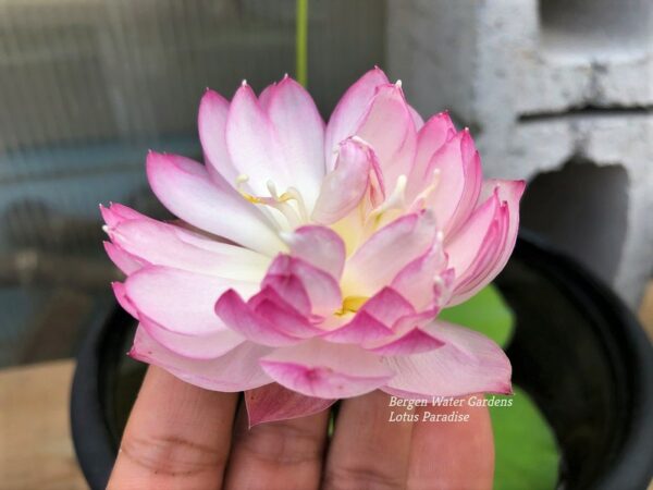 wm-3-13-1-600x450 Fairy Lady Lotus - lovely Pink Micro Lotus, shipping in spring 2025