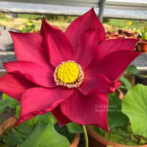 wm-3-13-300x300 Lovesick Red Lotus - Deep Red and Stunning, All ship in spring!