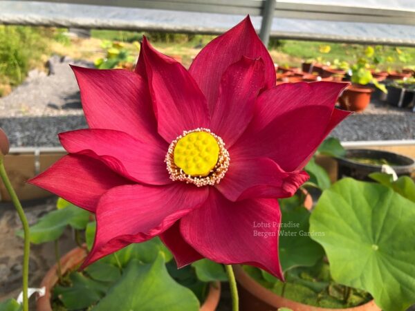wm-3-13-600x450 Lovesick Red Lotus - Deep Red and Stunning, All ship in spring!