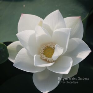 wm-3-17-300x300 White Fairy Lotus - One of Amazing Pure White Lotus
