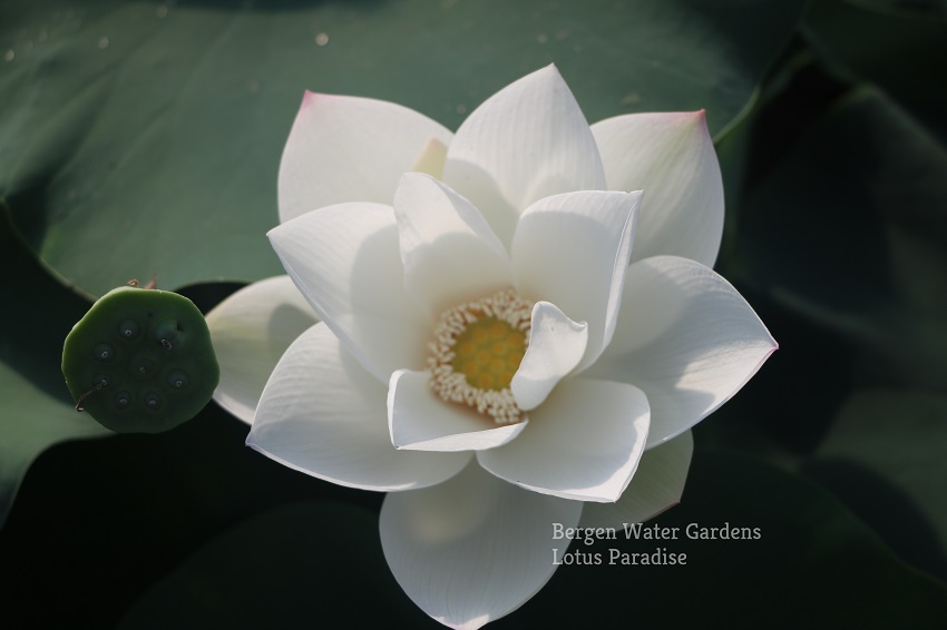 34-White Fairy Lotus - One of Amazing Pure White Lotus