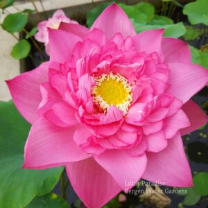 wm-3-4-3-300x300 Holy Fire Lotus - One of Excellent Blooming, All ship in spring!