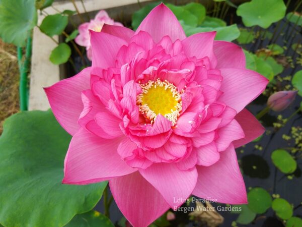 wm-3-4-3-600x450 Holy Fire Lotus - One of Excellent Blooming, All ship in spring!