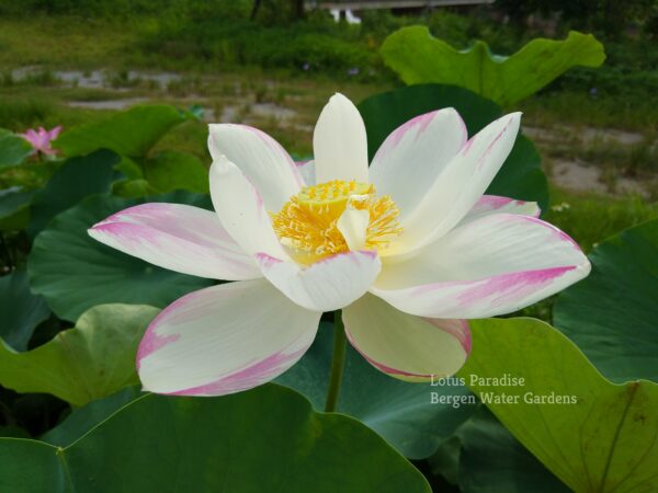 wm-3-7-1-600x450 Empress Lotus- Big and Lovley Lotus, All ship in spring!