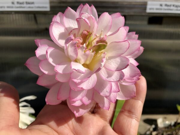 wm-4-1-3-600x450 Fairy Lady Lotus - lovely Pink Micro Lotus, shipping in spring 2025