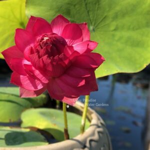 wm-4-300x300 09-Red Kapok Lotus- One of Best Bowl Lotus! All ship in spring, 2024