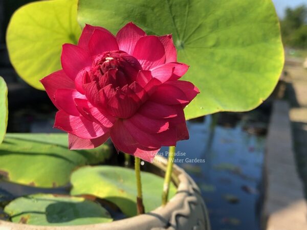 wm-4-600x450 09-Red Kapok Lotus- One of Best Bowl Lotus! All ship in spring, 2024