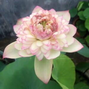 wm-4-9-300x300 Nanzhao Buddha Light Lotus - Good for the cutting flower!!!!!