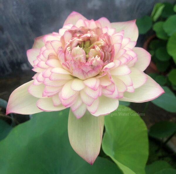 wm-4-9-600x595 Nanzhao Buddha Light Lotus - Good for the cutting flower!!!!!