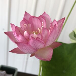 wm-5-1-1-300x300 Little Lotus - Nice Pink Micro Lotus