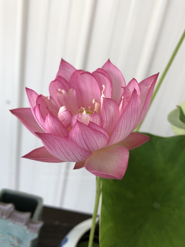wm-5-1-1 Little Lotus - Nice Pink Micro Lotus