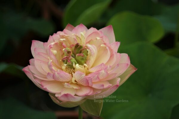 wm-5-1-600x400 Colorful clouds in Jinling Lotus - One of Excellent Blooming!!!!