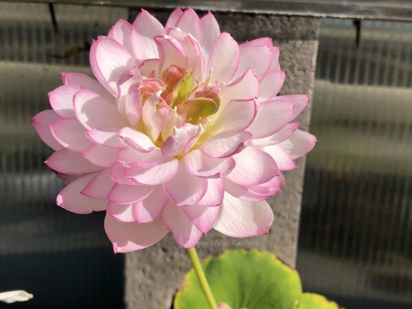wm-5-3-600x450 Fairy Lady Lotus - lovely Pink Micro Lotus, shipping in spring 2025