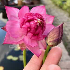 wm-5-300x300 Rainbow Lotus - One of Easy to grow in Tiny Pot Micro Lotus! All ship in spring, 2024