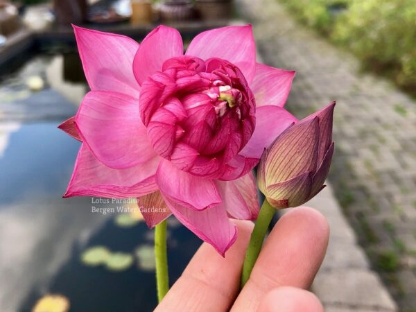 wm-5-600x450 20-Rainbow Lotus - One of Easy to grow in Tiny Pot Micro Lotus! All ship in spring, 2024