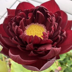 wm-5-scaled-e1601595782970-300x300 02-Black Red Lotus(Mo Hong Lotus)- The DARKEST RED lotus, only available at our website( All ship in spring, 2024)