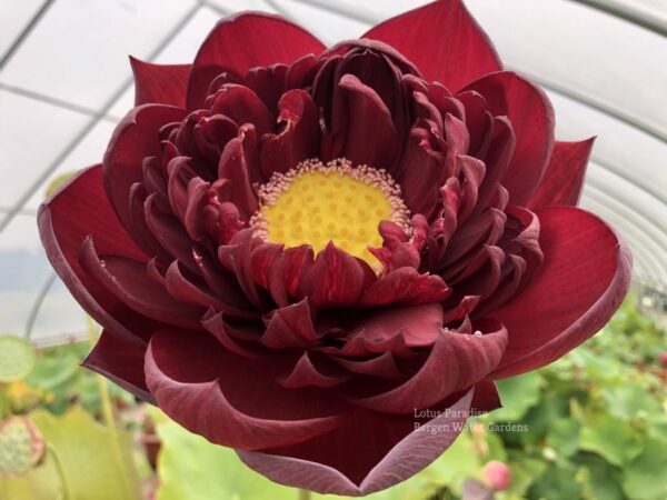 wm-5-scaled-e1601595782970-600x450 02-Black Red Lotus(Mo Hong Lotus)- The DARKEST RED lotus, only available at our website( All ship in spring, 2024)