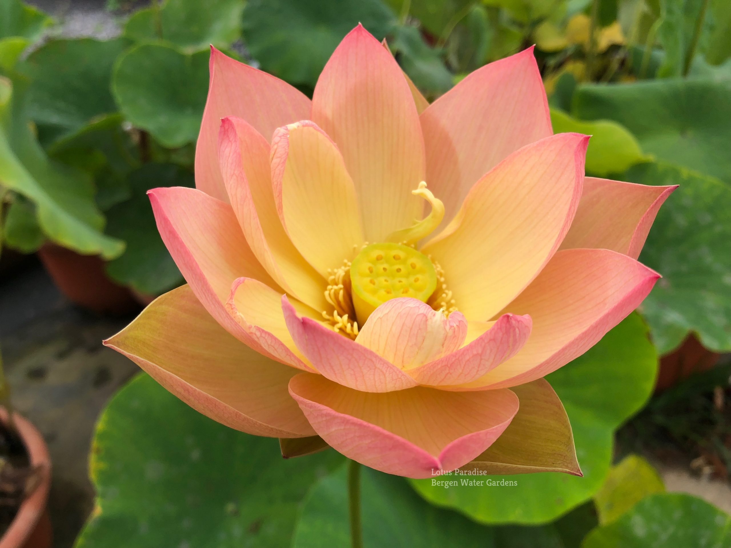 10-Golden Sunset Lotus - FIRST ORANGE LOTUS- All Ship Spring 2024